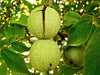 tamanu essential oil | organic | made with plant lipids