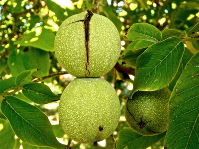 tamanu essential oil | organic | made with plant lipids