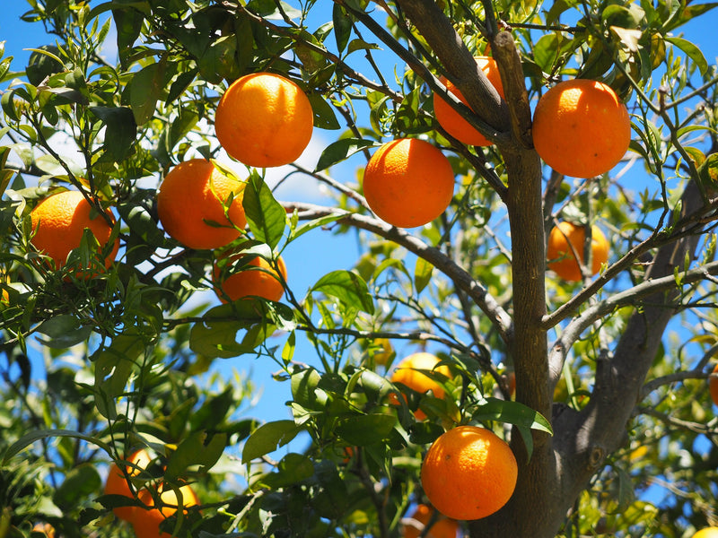 neroli essential oil | organic | made with plant lipids